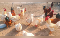 养龙虾的热潮下，留守老人在荒村鸡舍找活路