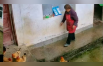 养龙虾的热潮下，留守老人在荒村鸡舍找活路