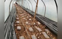 点绿成金，徐州睢宁“林下经济”为何能蓬勃发展？