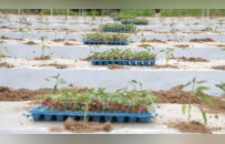 柘城：套种模式促增收 柘城春耕绘新篇