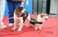 流浪犬逆袭 南昌市首支燃气嗅探犬队伍“蓝焰汪汪队”上岗