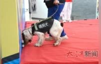 流浪犬逆袭 南昌市首支燃气嗅探犬队伍“蓝焰汪汪队”上岗