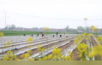 柘城：套种模式促增收 柘城春耕绘新篇