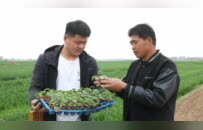 柘城：套种模式促增收 柘城春耕绘新篇