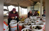 点绿成金，徐州睢宁“林下经济”为何能蓬勃发展？