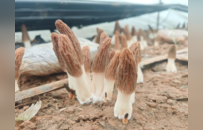 点绿成金，徐州睢宁“林下经济”为何能蓬勃发展？