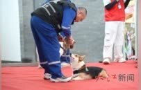 流浪犬逆袭 南昌市首支燃气嗅探犬队伍“蓝焰汪汪队”上岗
