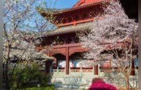 千年古刹樱如雪，12张光影定格黄州安国寺的春丨厦门云游寺院摄影展