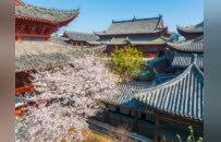 千年古刹樱如雪，12张光影定格黄州安国寺的春丨厦门云游寺院摄影展