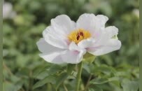 豫荐城市 | 洛阳牡丹 从花瓶跳上餐桌
