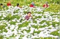 豫荐城市 | 洛阳牡丹 从花瓶跳上餐桌