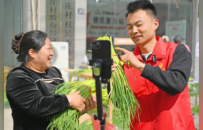 蒜薹丰产难丰收！徐州睢宁双线模式重塑农业利益链条