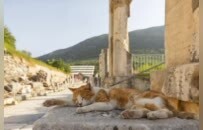 星月之国照亮文旅新程：土耳其获评文旅品牌国际论坛“甄选海外旅游目的地”