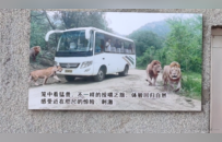 投喂狮子时观光车车门突然打开！探访八达岭野生动物园：猛兽区投喂项目已关闭，同类观光车停运