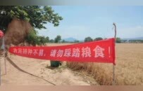 游客为拍照践踏宋陵周边麦田，农民贴告示禁入