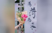 荷花开了，姑苏古城的夏天就来了