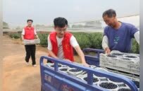 江西东乡：党员助力采收蓝莓