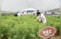 世界艾乡采新艾 千年宛城续华章｜第七届南阳艾采收节成功举办