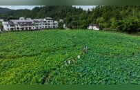 上犹县：“荷荷”美美，好运“莲莲”（图）