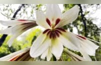 铜鼓发现国家二级重点保护野生植物荞麦叶大百合（图）