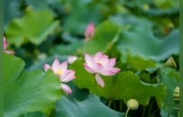上犹县：“荷荷”美美，好运“莲莲”（图）
