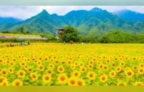 2026栾川消夏攻略：5大线路+景区活动+夜游...