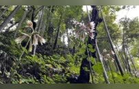 铜鼓发现国家二级重点保护野生植物荞麦叶大百合（图）