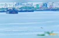 江豚再现赣江（图）