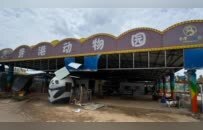 “狮子的命也是命”，网友质疑动物园锁笼致3狮溺亡，园方回应
