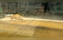 “狮子的命也是命”，网友质疑动物园锁笼致3狮溺亡，园方回应