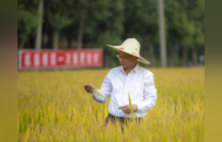 国家科技进步奖丁艳锋教授团队：二十年稻田坚守，为一碗中国好饭