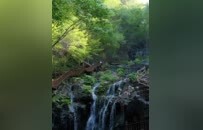 国家级认证！洛阳王府竹海入选2026全国避暑气候旅居地，清凉实力再获权威认可