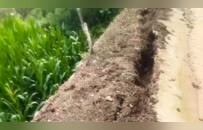 从城市到村庄，暴雨侵袭下的东北民间细节