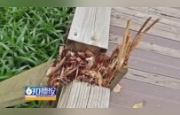 赣州飞龙岛公园设施老旧霉烂 存在安全隐患、拉低公园整体颜值