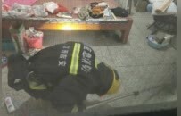 眼镜蛇深夜闯民宅、竹叶青盘踞操场边，遂川公安接连上演“捕蛇记”