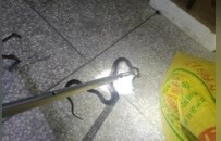 眼镜蛇深夜闯民宅、竹叶青盘踞操场边，遂川公安接连上演“捕蛇记”
