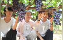 皇甫瑞丰：扎根乡土守匠心 串串葡萄酿甜乡