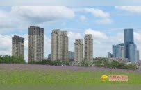 南昌：花海铺展 园景渐成（图）