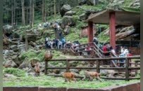 破局“流量难留”：江津四面山激活“高空心跳经济”撬动11.4亿沉浸式消费