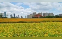 南昌：花海铺展 园景渐成（图）