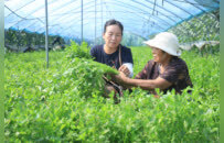 立秋农事忙  柘城东军育苗基地培育亿株种苗畅销多地
