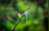 江西南昌：蓝喉蜂虎 夏日之约（图）