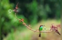 江西南昌：蓝喉蜂虎 夏日之约（图）