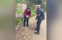 在奉节作坊村，有一种亲情叫“胡军秀来了”