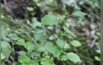 抚州又发现两种新记录物种 刷新江西植物分布记录