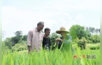 宁都县七旬老人投身杂交水稻制种事业四十八载 获“江西好人”称号