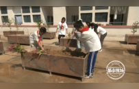 开学第一课：永丰县城西小学学生在教学楼顶种植中草药材