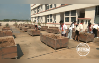 开学第一课：永丰县城西小学学生在教学楼顶种植中草药材