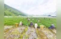 凤眼观渝 | 一个三峡库区农业县的振兴接力——重庆丰都三农观察