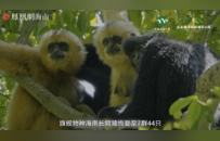 研讨长臂猿保护新路径 国家保护研究中心学术委员会首次会议在保亭召开